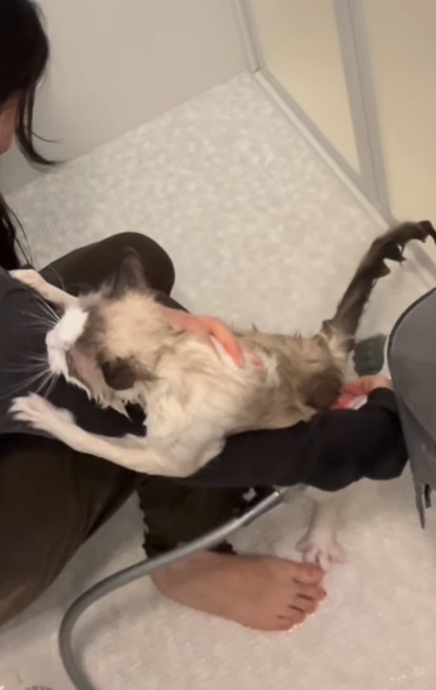 腕にしがみつく猫