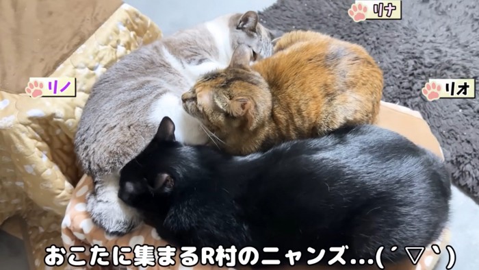 「おこたに集まるR村のニャンズ」