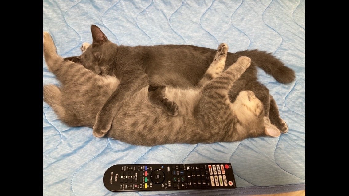 大きくなった子猫兄弟