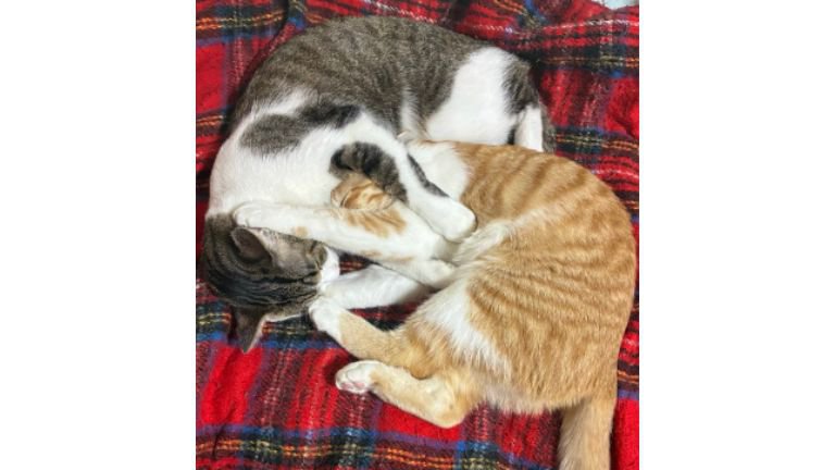 寝ている猫たち