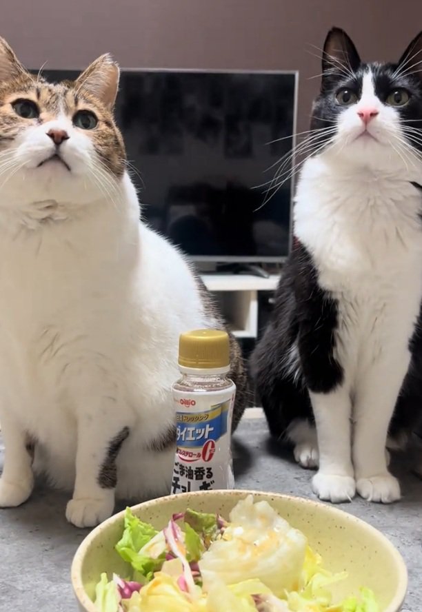 上を向く2匹の猫