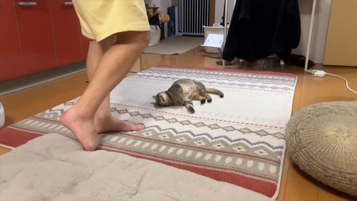 寝転がるうーちゃん