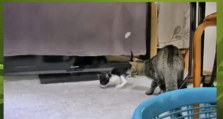 白黒猫の後を追う茶トラ猫