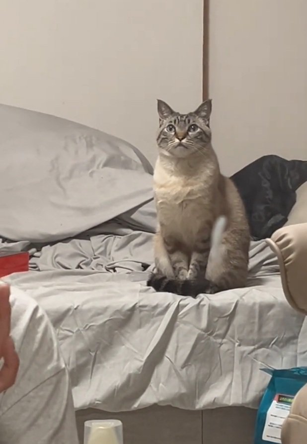 見上げるしらすくん