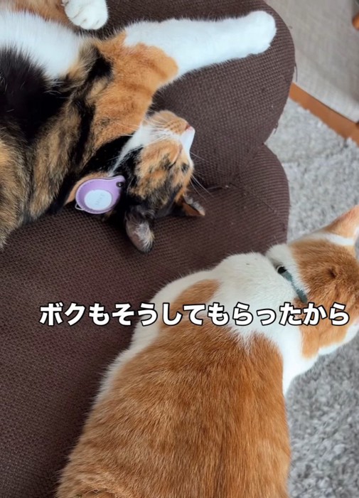 寝ている三毛猫と茶白猫