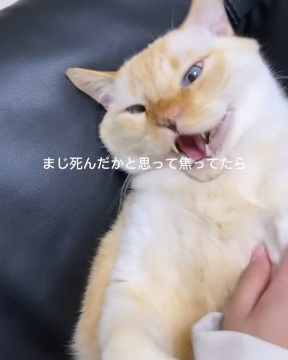 怒るここちゃん