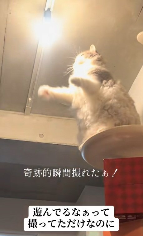 光りだした電球をながめる猫