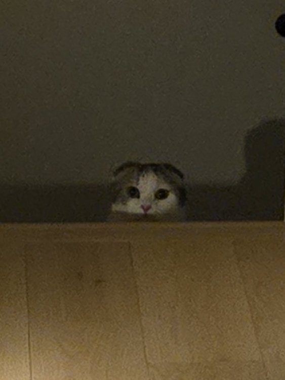 カメラ目線の猫