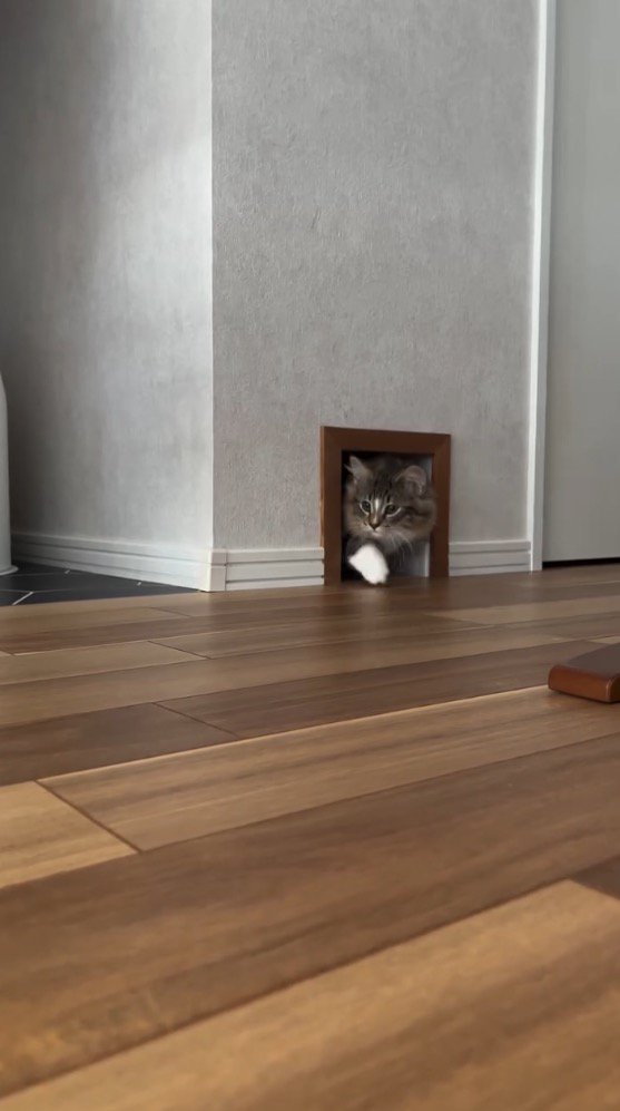 猫用通路から顔を出す前足がソックス柄の猫