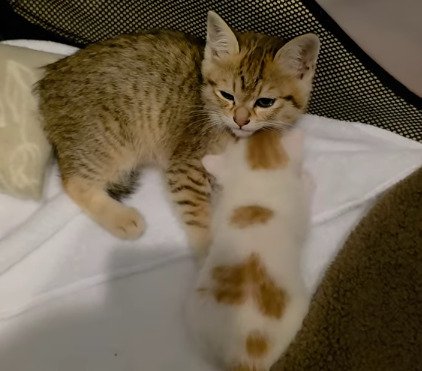 寄り添う2匹の子猫