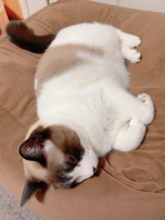 体を伸ばして眠る猫