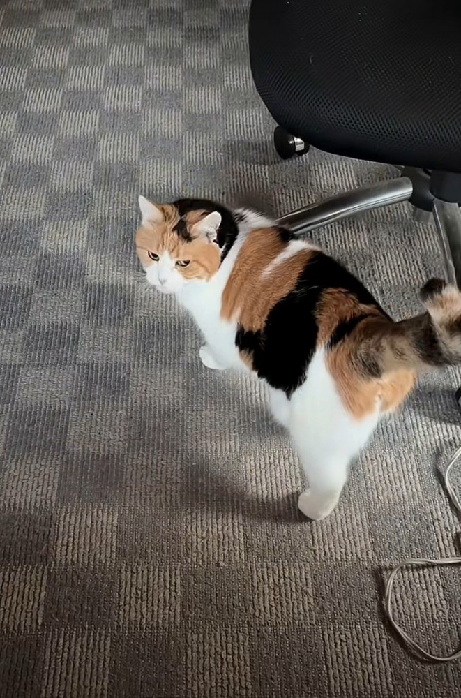 椅子付近で振り向く猫