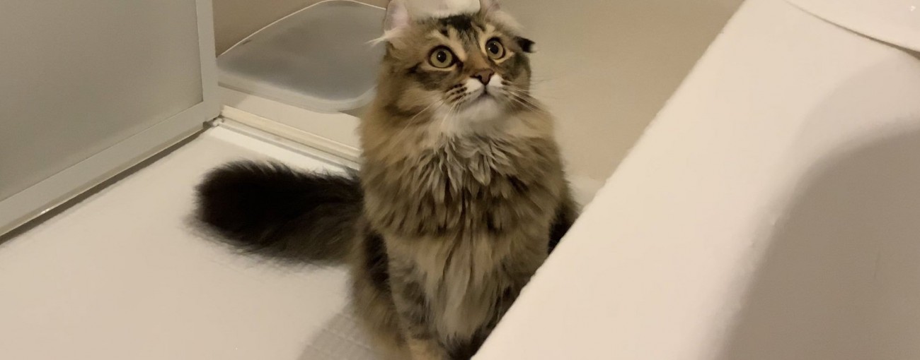 バスルームのビービちゃん