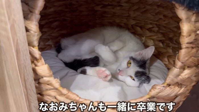 里親さんが見つかったなおみちゃん