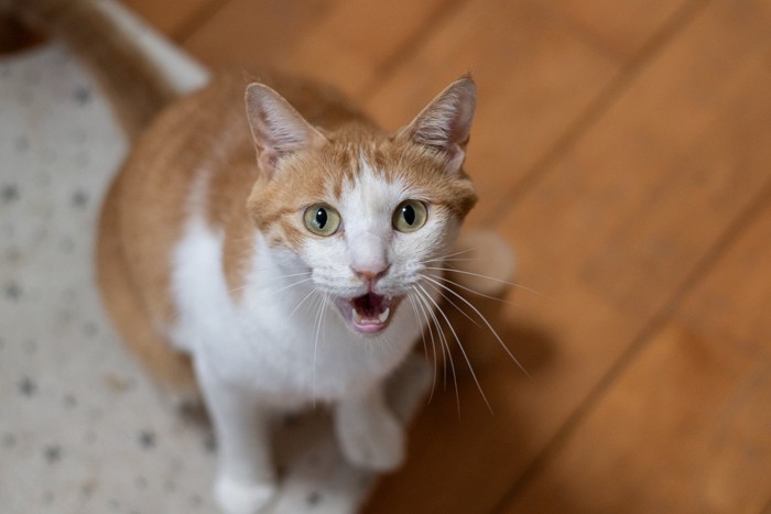 鳴いてアピールする猫