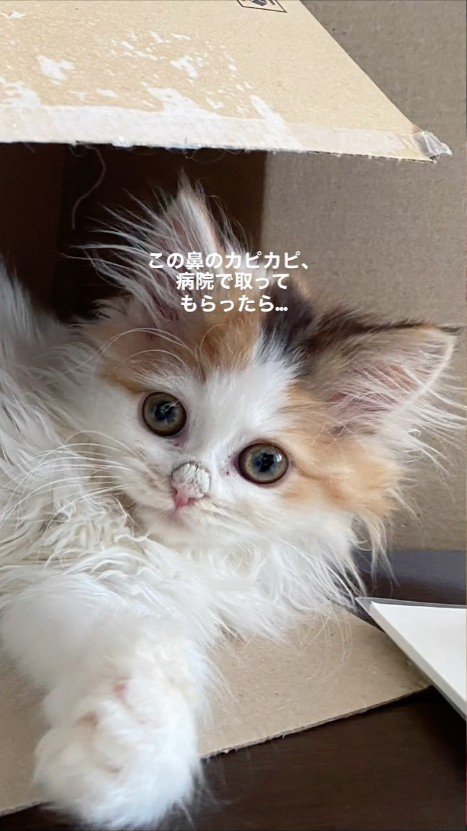 前足を伸ばして横になる子猫