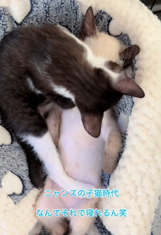 顔を舐めるヒジキちゃん