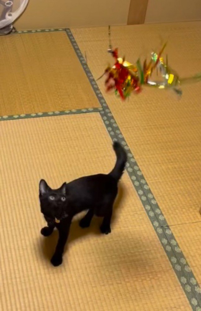 宙に浮いている猫じゃらしを見つめる猫