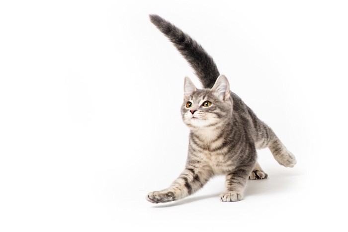 走る子猫