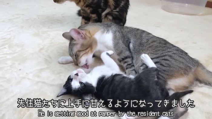 テロップ「先住猫たちに~」