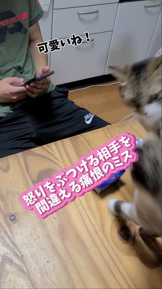 じゃれ合う猫