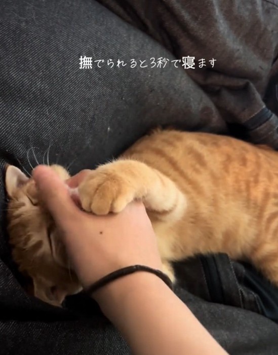 腕を掴むテトラくん