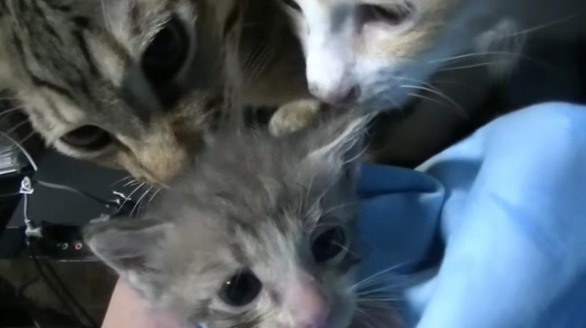 においを嗅がれる子猫