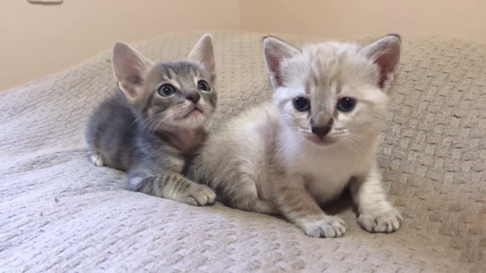 2匹の子猫