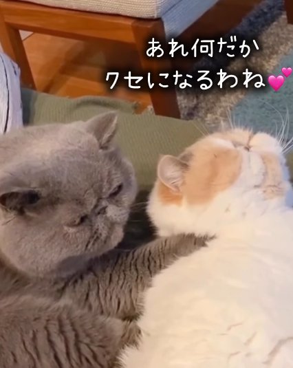 白茶猫の首を揉む猫（あれなんだか癖になるわね）
