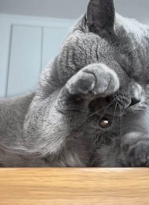 手で目をこする猫の写真