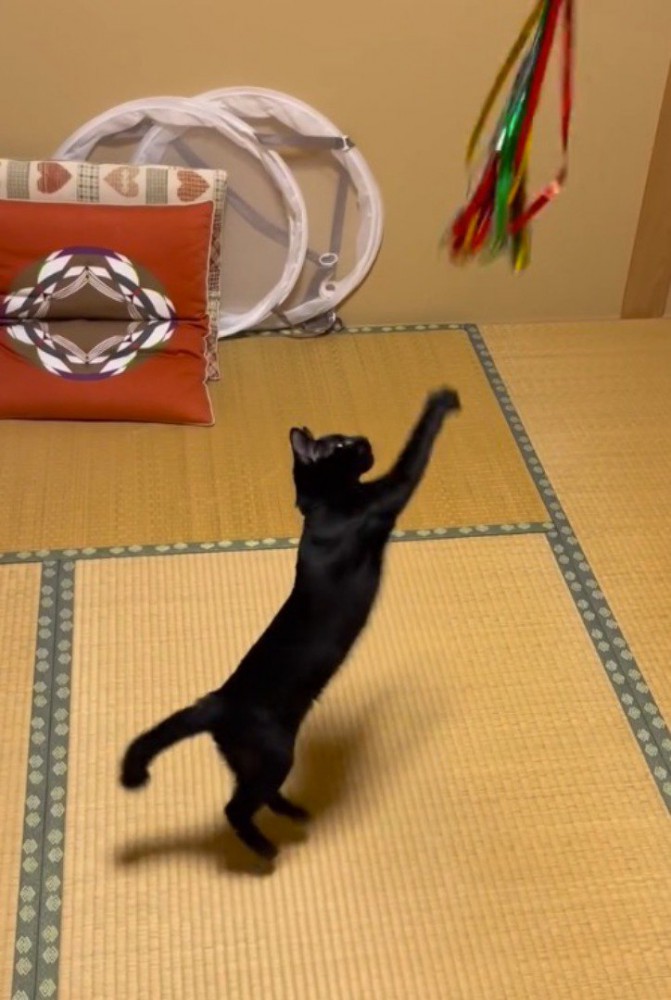 猫じゃらしに向かってジャンプする猫