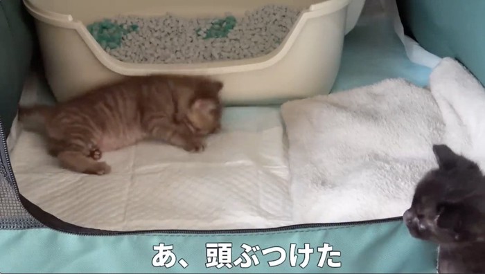 頭をトイレにぶつける猫