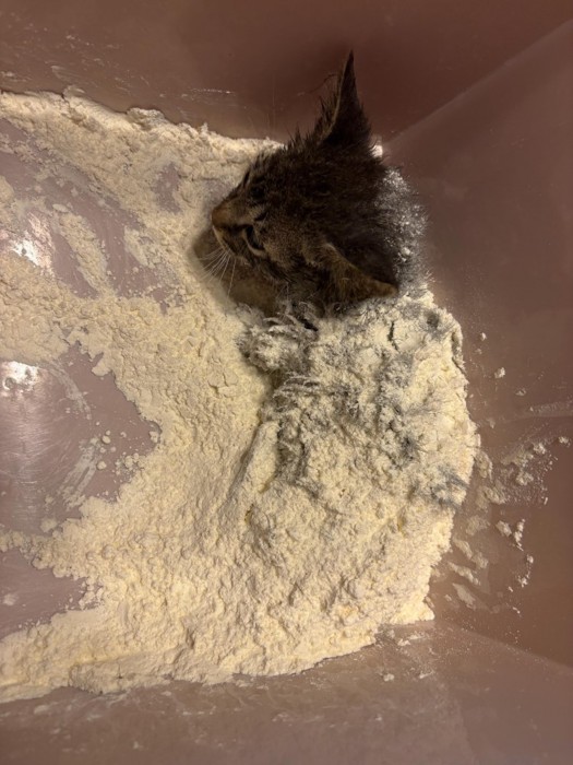 小麦をまぶされる子猫