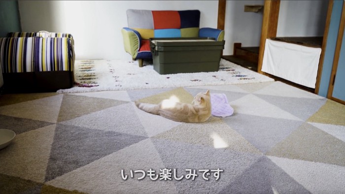 横になる猫