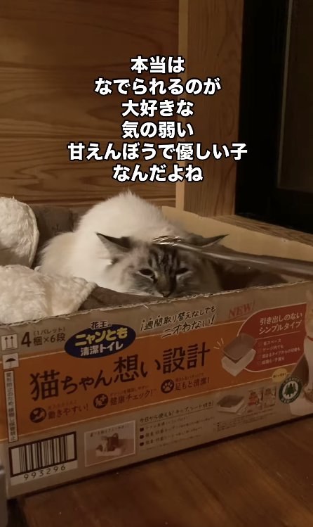 孫の手で撫でられている段ボールに入った猫