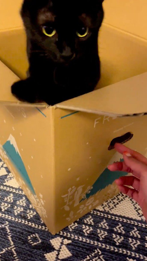 ダンボールの縁に前足を乗せる猫