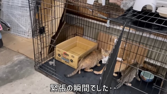 ケージの中で振り向く猫