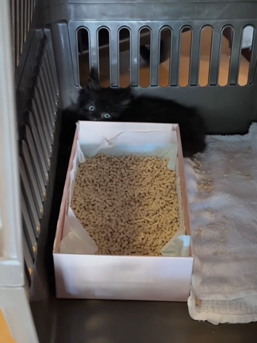 猫トイレの奥にいる子猫