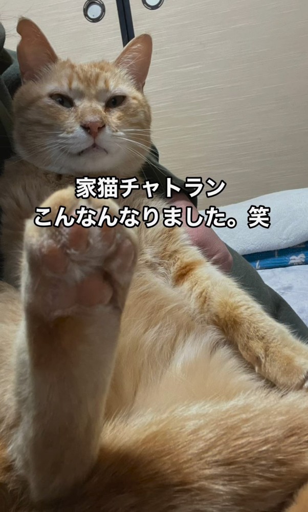 抱っこされる猫