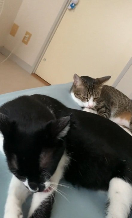 同じポーズで腕を舐めているキジ白の猫と白黒の猫