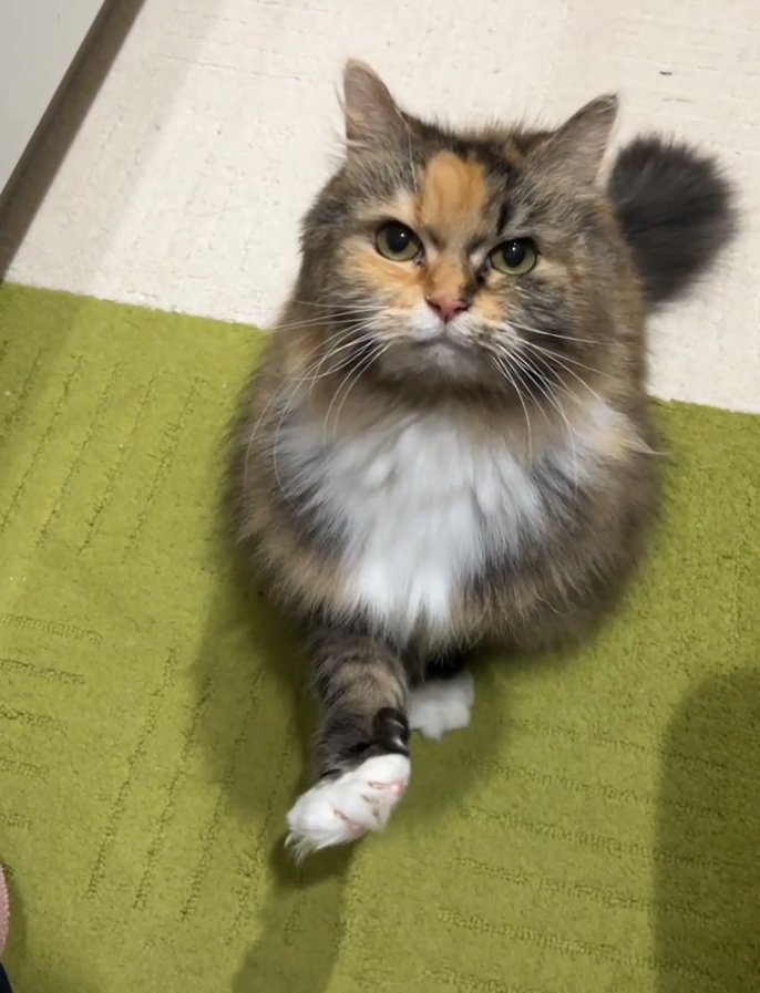 握手を求める猫