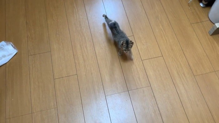 歩いてくるタロちゃん