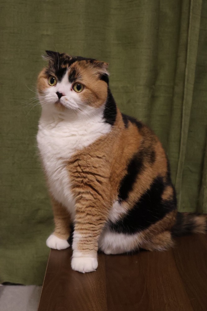 スコティッシュフォールドの三毛猫の立ちポーズ