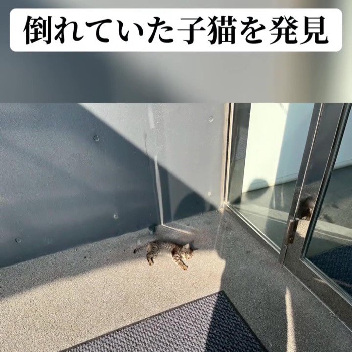倒れている子猫