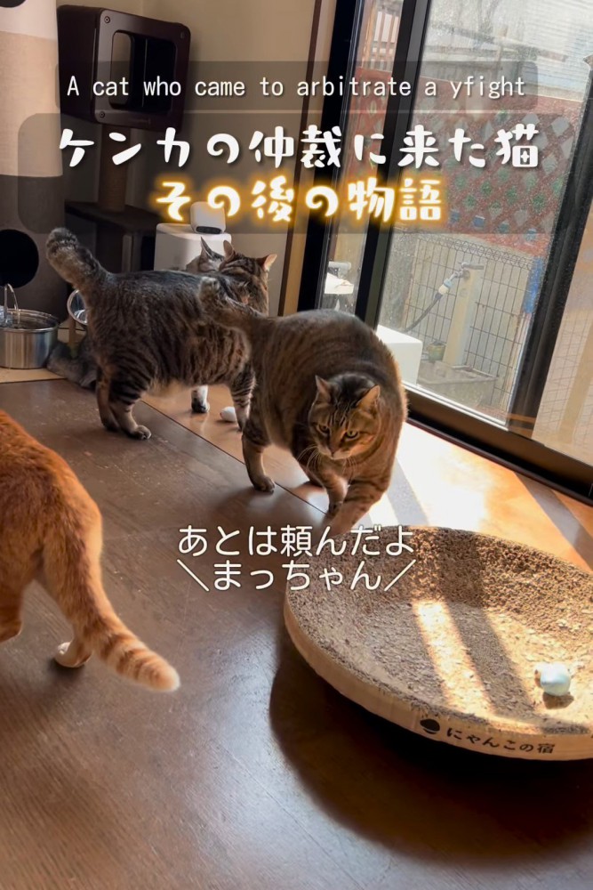 立ち去るキジトラ猫