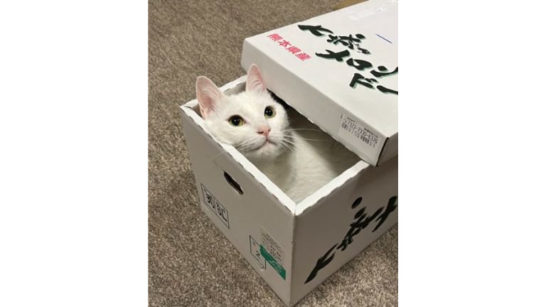 箱に入っている猫