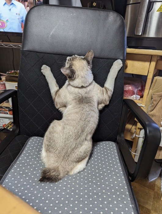 クリーム色の体にグレー色のワンポイントが混ざった模様の猫