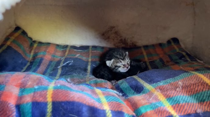 ベッドに寝る子猫