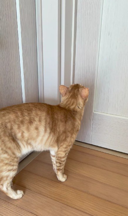 廊下を歩き回る猫