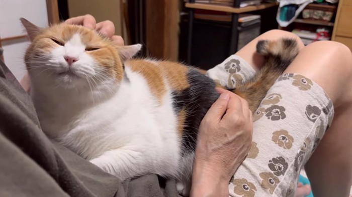 膝の上に抱っこされている猫